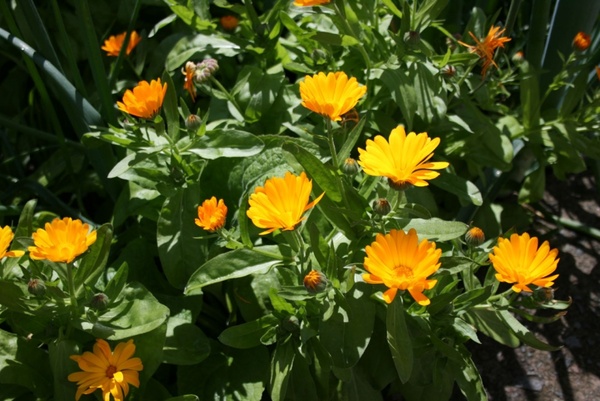 sunny marigold flowers