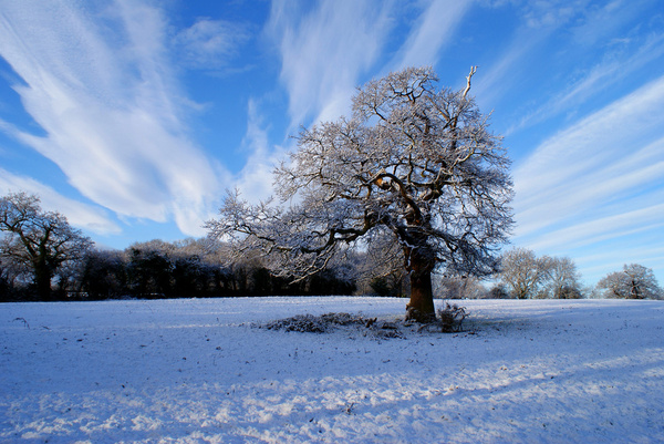 sunny snow tree