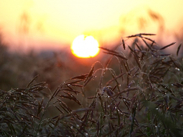 sunrise and wheat