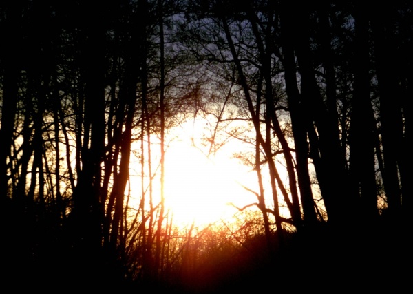 sunset between trees