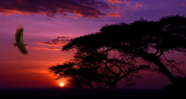 sunset in serengeti 