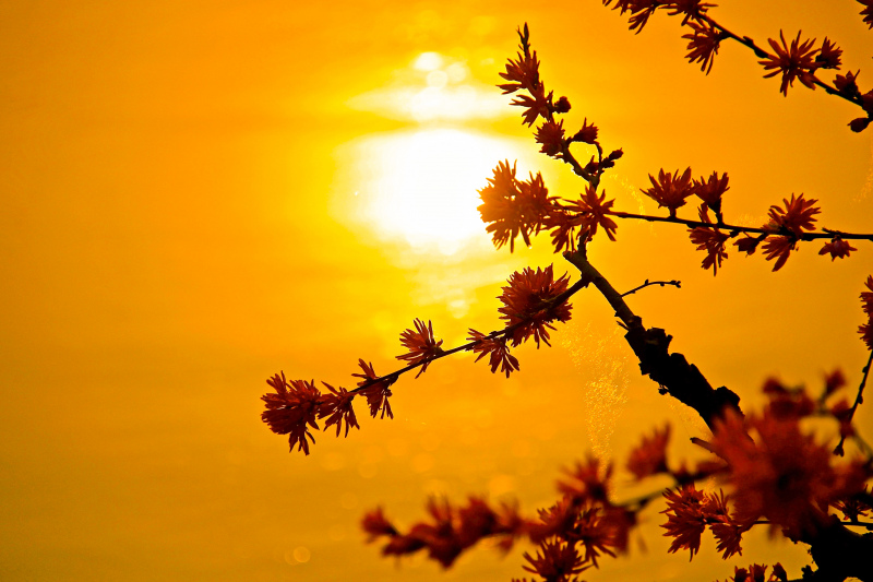 sunset picture dark blooming flower scene 