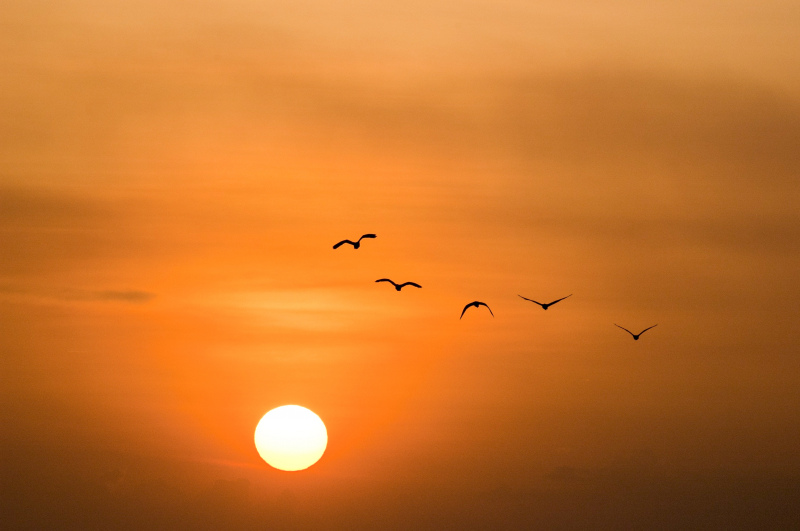 sunset scenery picture dynamic flying birds