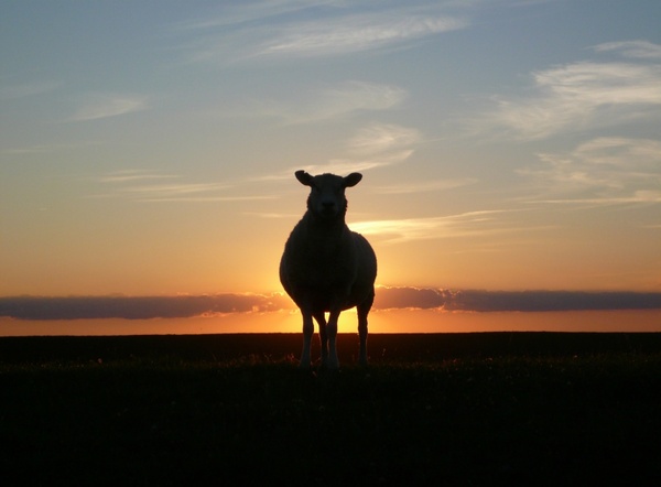 sunset sheep dike 