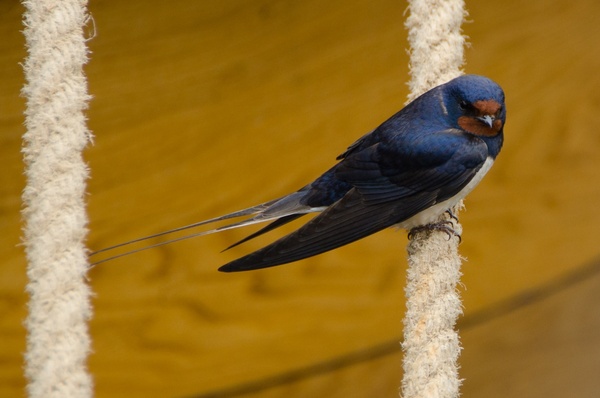 swallow on a rope 