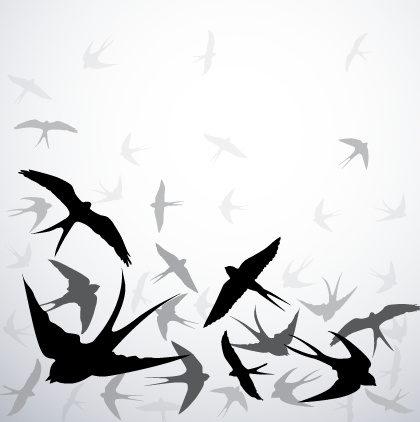 swallow silhouette with gray background vector