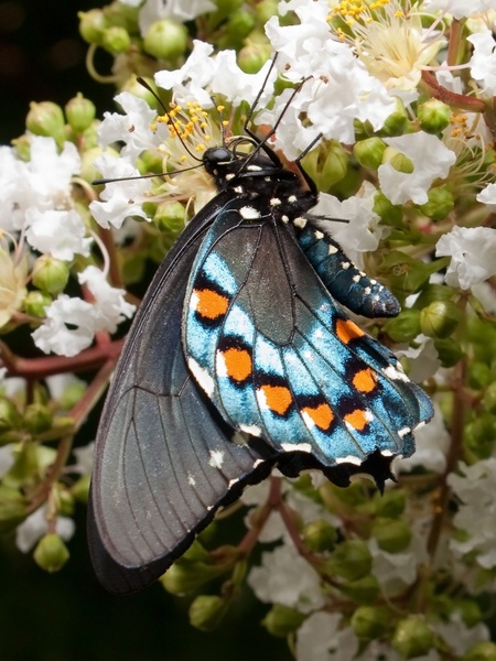 swallowtail butterflies butterfly papilionidae