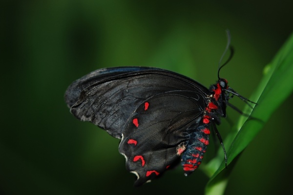 swallowtail papilio aegeus butterfly