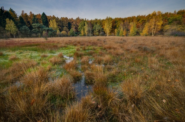 swamp and autumn colors 