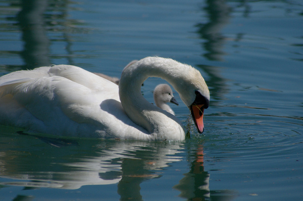 swan and baby
