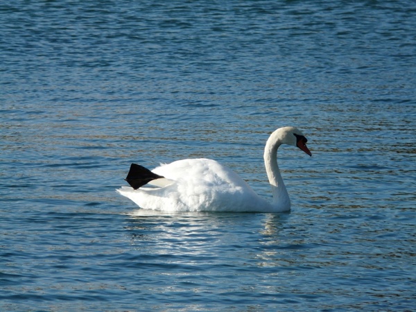 swan animal fauna