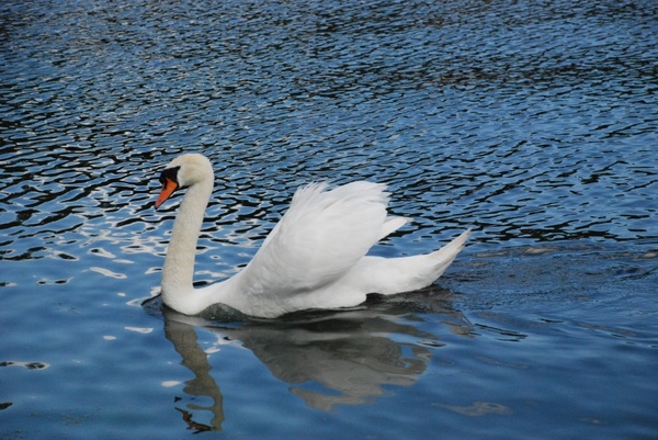 swan animal white