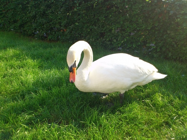 swan bird pets