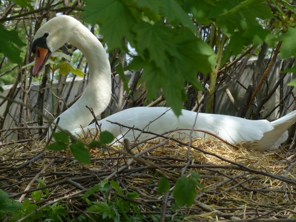 swan breed nest