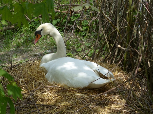 swan breed nest