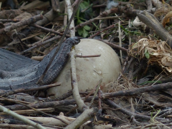 swan egg nest