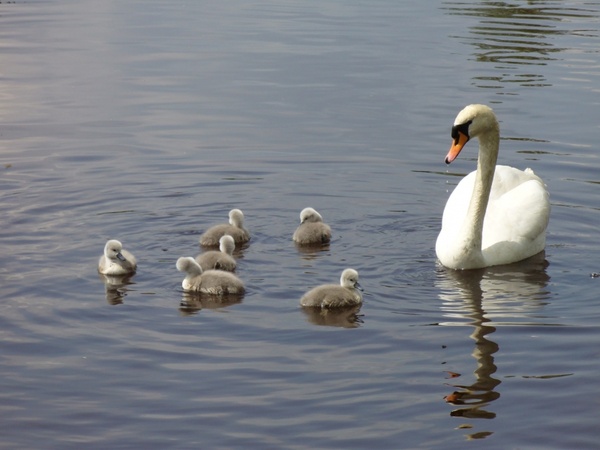 swan family swan swan mum