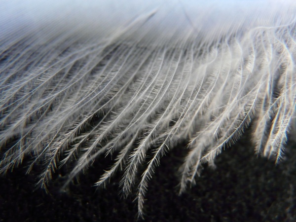 swan feather spring swan