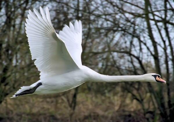 swan fly wing