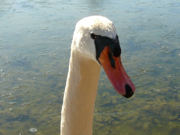 swan gooseneck bill