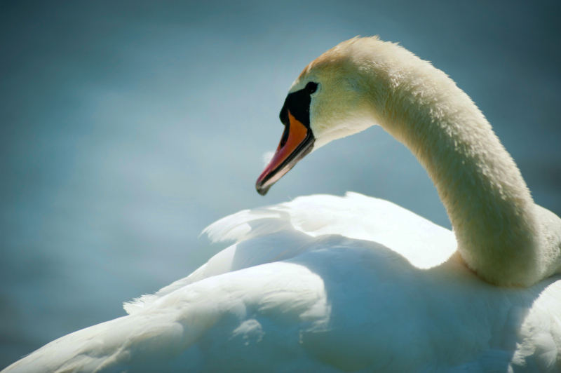 swan picture elegant cute closeup 