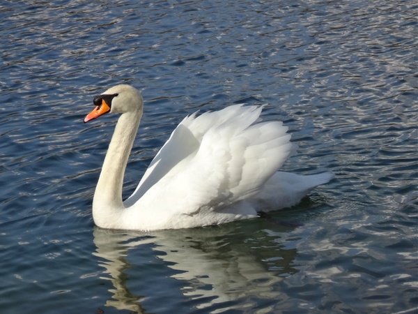 swan see white bird