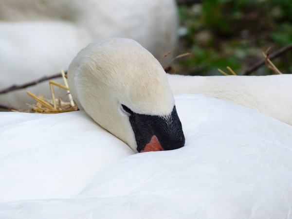 swan sleep rest