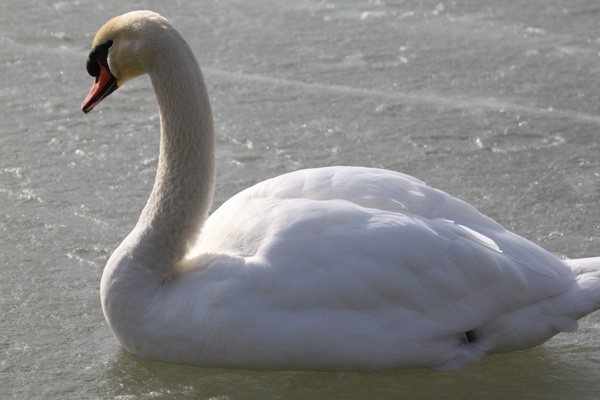 swan swans bird