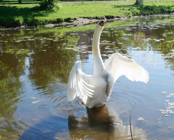 swan warning goose standing