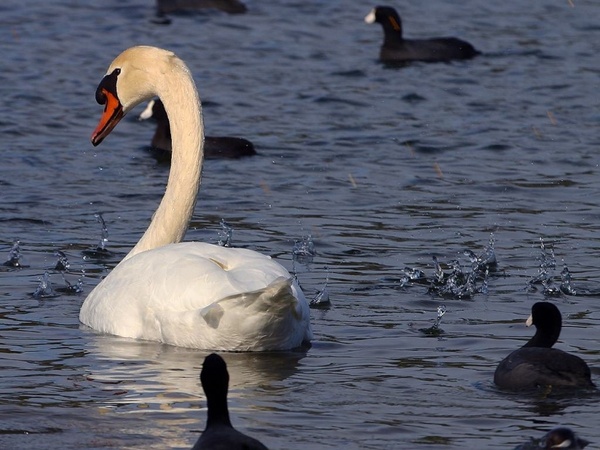 swan water bird white