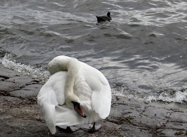 swan water bird white