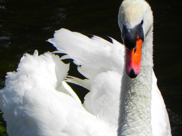 swan white beautiful