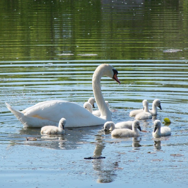swan with cygnets