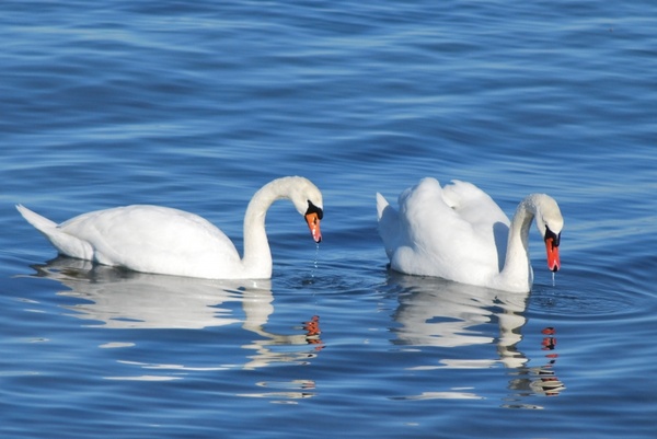swans swan bird