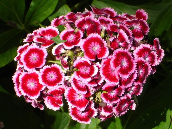 sweet william carnation flower