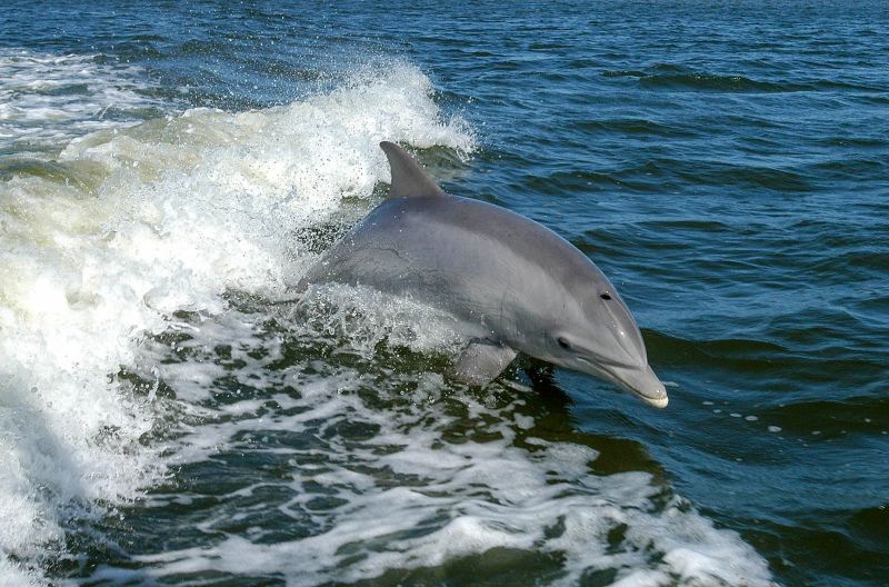 swimming dolphin backdrop picture dynamic wave scene 