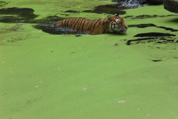 swimming tiger