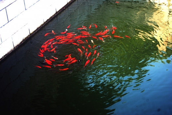 swirling fish