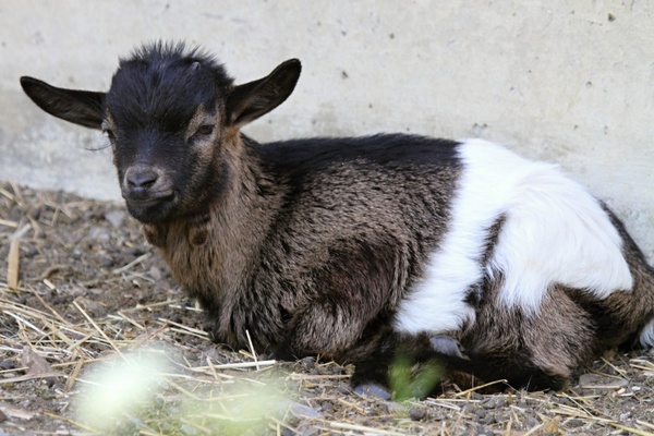 switzerland goat goat baby