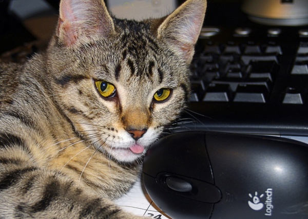 tabby cat and mouse keybord