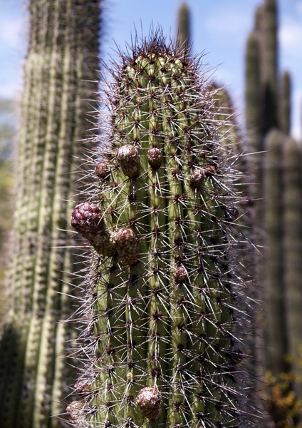 tall cactus plant