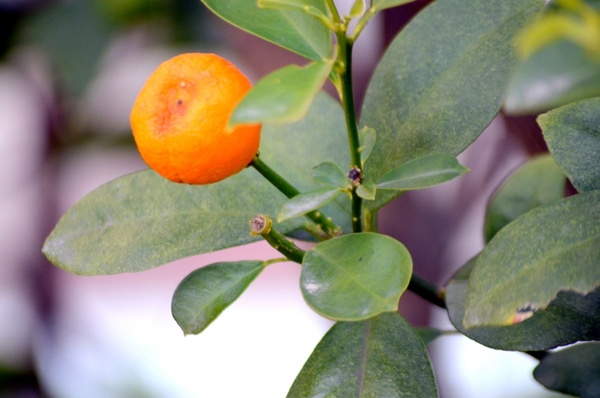 tangerine tree 1a