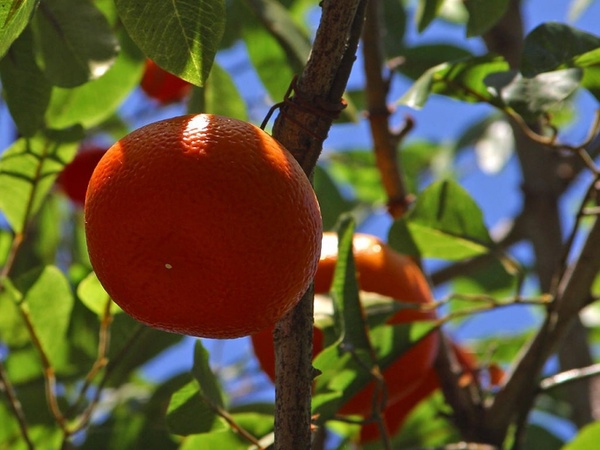 tangerines mandarin tree mandarin