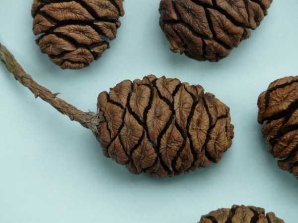 tap sequoia sequoia cones