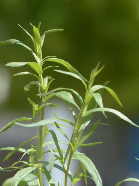 tarragon plant kitchen herb