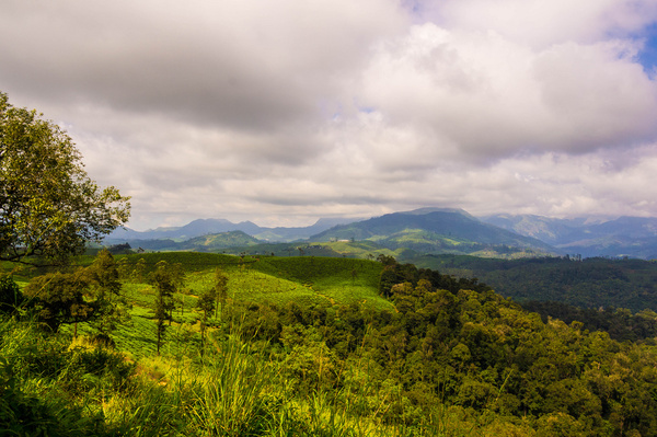 tea plantation amp forest
