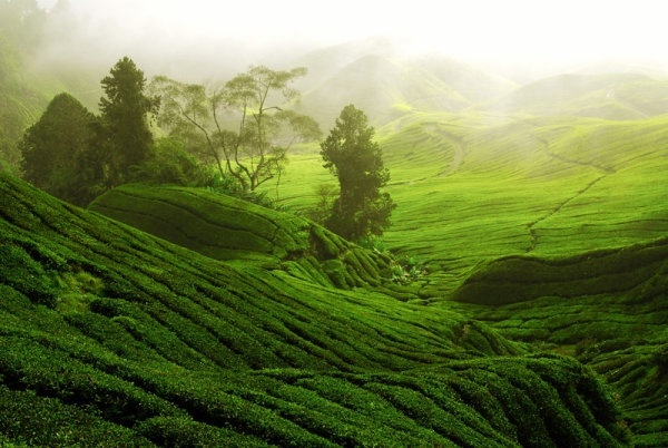 tea plantation landscape hd pictures