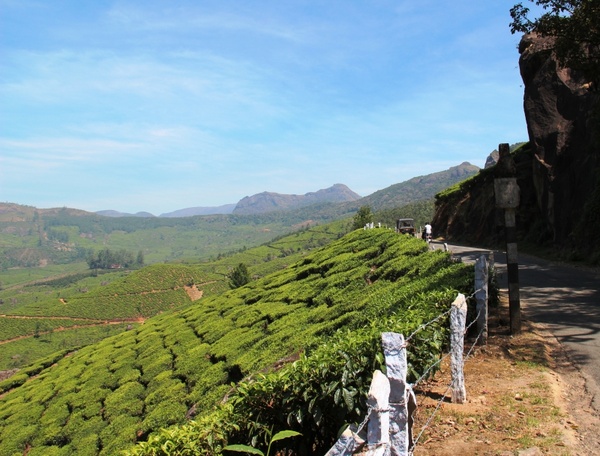tea plantation tea cultivation india