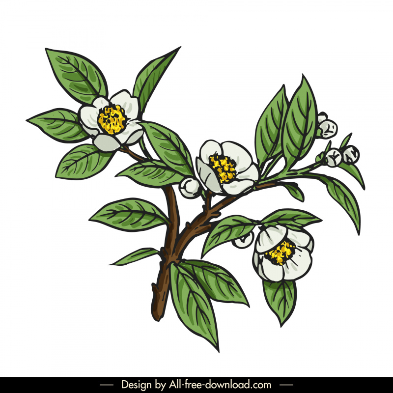 tea tree icon classical handdrawn blooming flowers leaves sketch