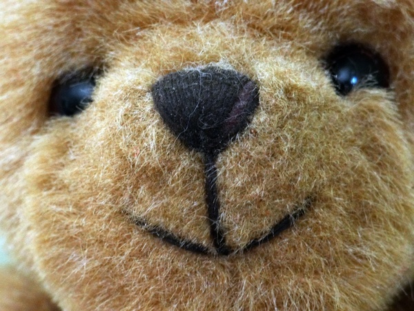 teddy bear face